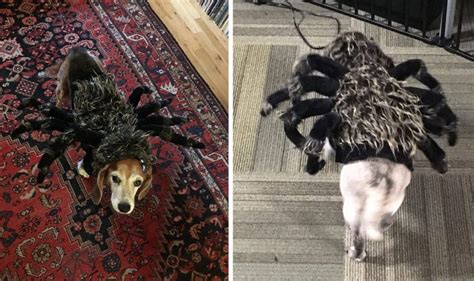 Eek! 10 Creepy-Cute Spider Dog Costumes for 2021 - Dogs Experts