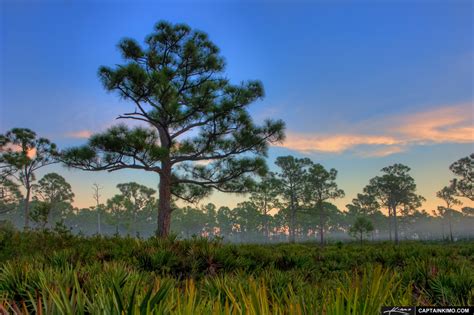 Pine Tree in Foggy Forest in Jupiter Florida