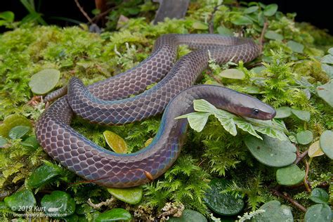 Calamaria schmidti_MG_4342 copy | Schmidt's Reed Snake (Cala… | Flickr