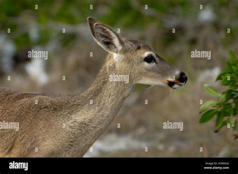 Key deer doe an endangered species Big Pine Key National Wildlife Refuge Florida. Digital ...