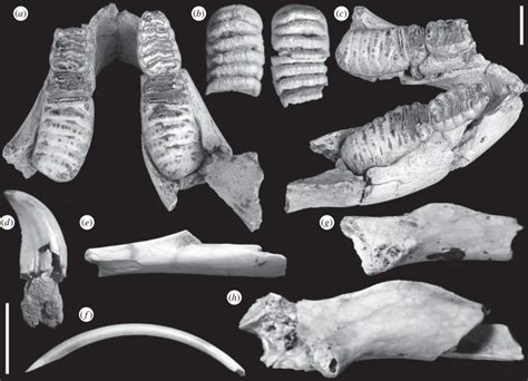 Study of fossil remains on Sumba island reveals unique creature history