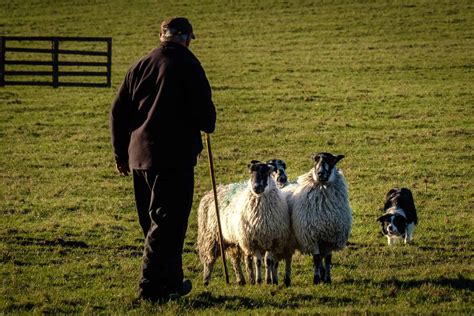 Your guide to the first steps of Border Collie training - BorderCollieHealth