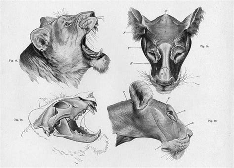 How to Draw Animals - FeltMagnet