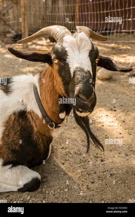 Alpine dairy goat in Leavenworth, Washington, USA Stock Photo - Alamy