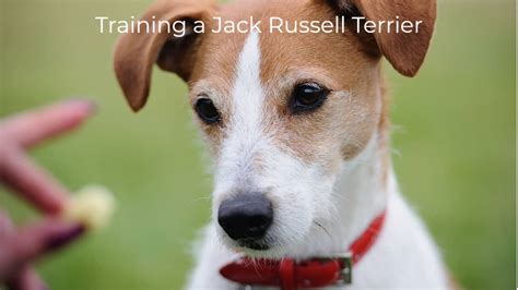 How To Train A Jack Russell Terrier: 9 Essential Training Tips