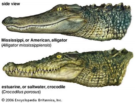 Alligator and Crocodile - teeth placement - Our Planet