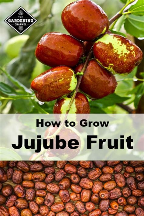 How to Grow the Jujube Fruit - Gardening Channel