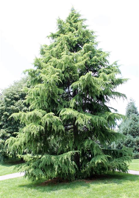 Deodar Cedar Growth Rate, Cones, Varieties, OtherInformation