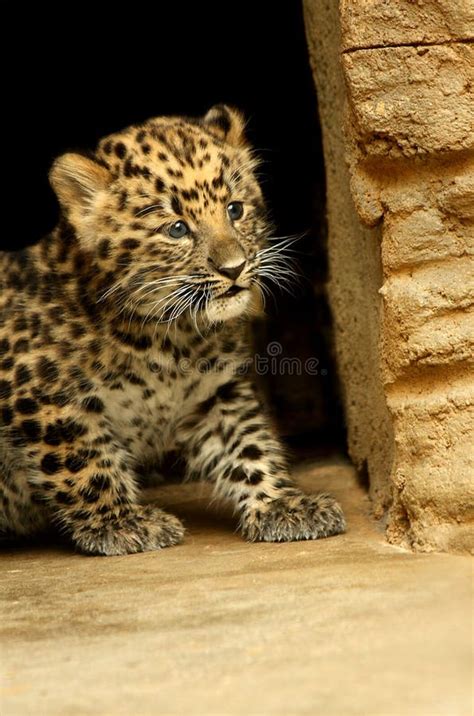 6+ Baby leopard cub Free Stock Photos - StockFreeImages