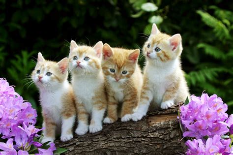 Cute Baby Cats Full Wallpapers HD / Desktop and Mobile Backgrounds