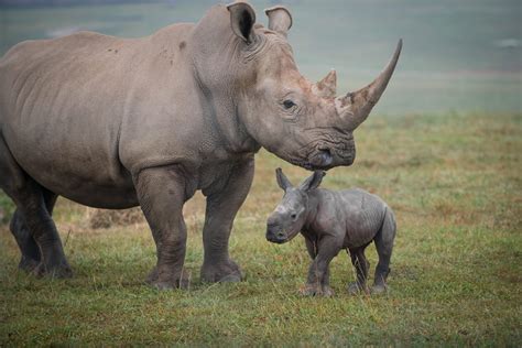 New Baby Rhino At The Wilds Is Very Excited To Go For A Walk With Her Mama