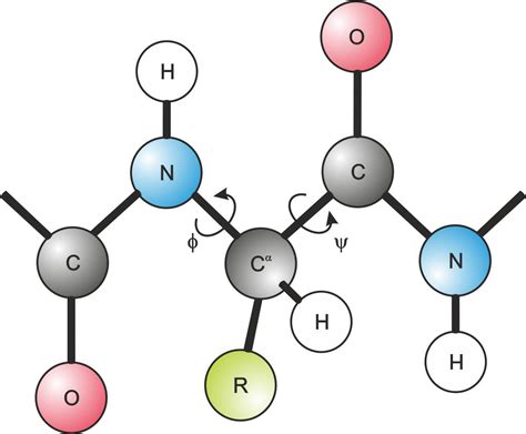 Ramachandran Plot as a Tool for Peptide and Protein Structures’ Quality Determination ...