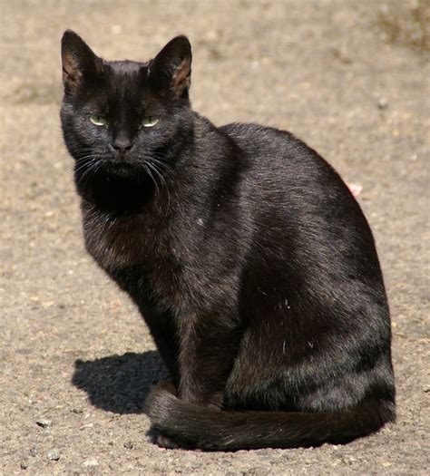 Pin de arizona em katten | Filhotes de gatos, Gatos, Pose de gato