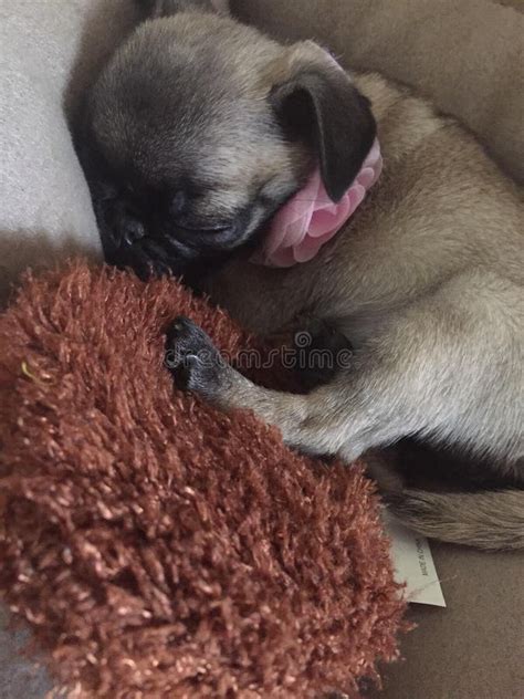 Sleeping Pug stock image. Image of sleeping, cute, puppy - 147217535