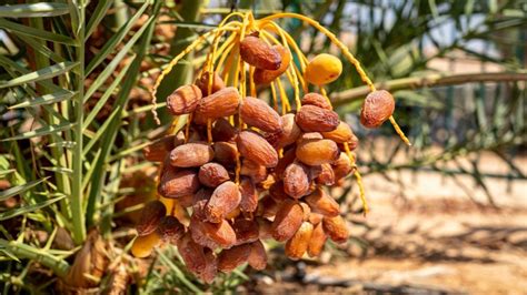 Mengenal Sejarah Kurma, Buah Nikmat Khas Bulan Ramadan - Lim Corporation