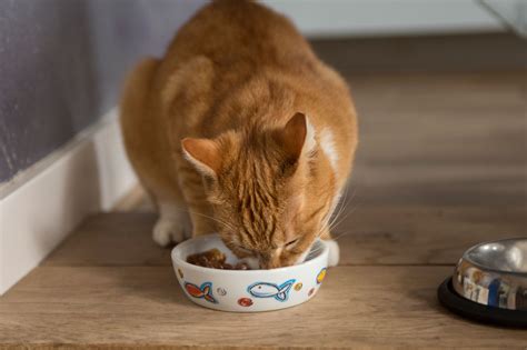 The 6 Best Canned Cat Foods of 2022