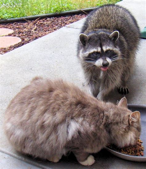 Cat and raccoon eating together | Raccoons eat, Raccoon, Cats