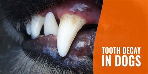 Tooth Decay In Dogs – Frequency, Prevention, Treatment & FAQs