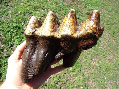 Incredibly Colorful Rooted Mastodon Tooth | Fossils | MUSEUM | Prehistoric Florida