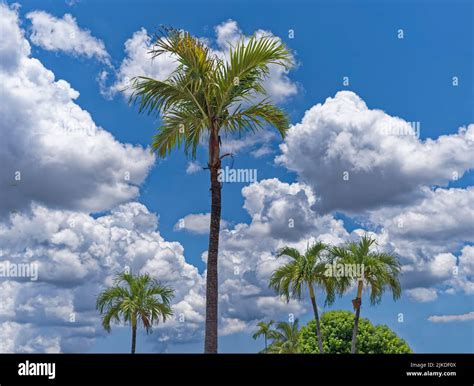 Palm Trees. Florida. USA Stock Photo - Alamy