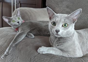 Russian Blue Cat Breeders Ontario | Kittens & Cats for Sale