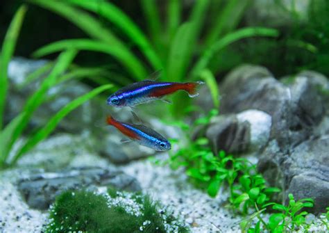 Green Neon Tetra: Guide To Caring For The Peaceful Fish - Aquariadise