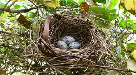 Northern Cardinal Nest – Seashore to Forest Floor