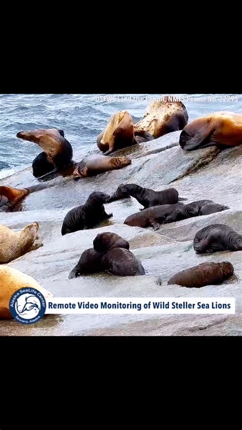 Pups At Play: Steller Sea Lion Cubs, 2 Months Old! - Zoos - USA - Alaska - Alaska SeaLife Center ...