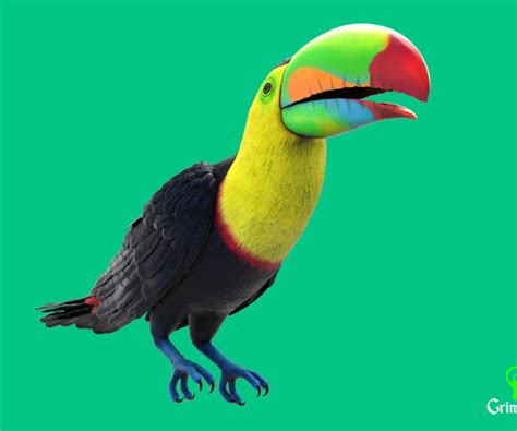 ArtStation - Keel-billed Toucan | Resources