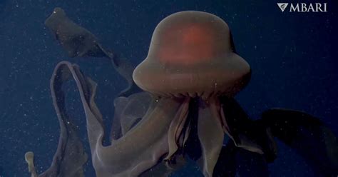 Stunning New Footage Shows Mysterious Giant Deep-Sea ‘Phantom’ Jelly As Never Seen Before