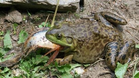 American Bullfrog Care Sheet | Reptiles' Cove