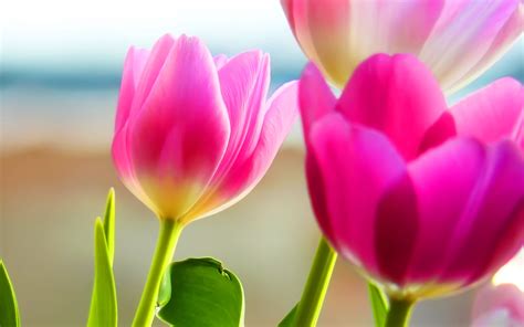 Tulips Wallpaper Background