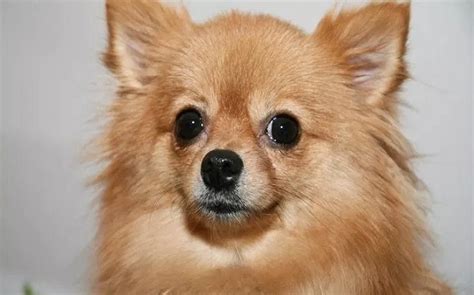 All About Pomeranian Chihuahua Mix (Pomchi) – Behavior, Training, Puppy, Price, Health, Facts