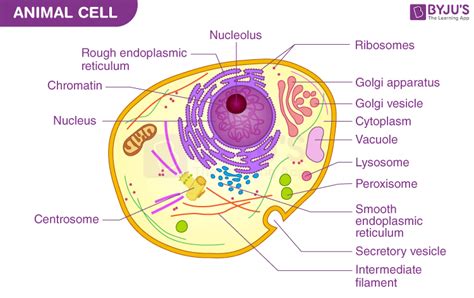 A Well-labelled Diagram Of Animal Cell With Explanation