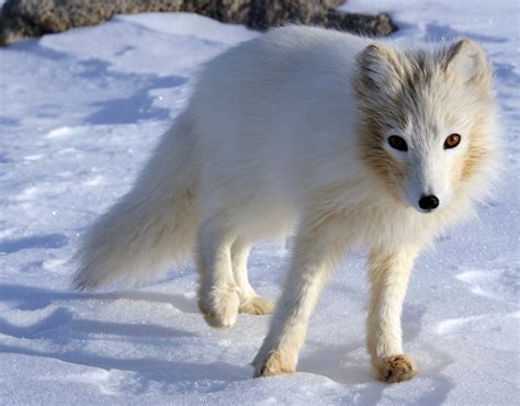 Arctic Fox Facts and Adaptations - Vulpes lagopus / Alopex lagopus