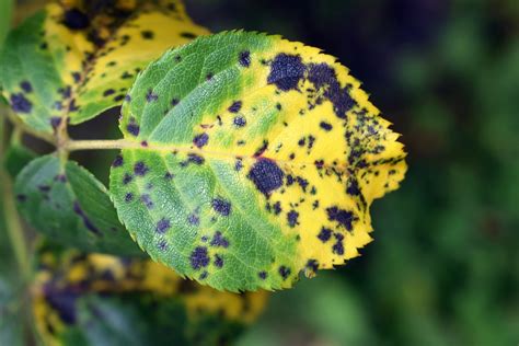 How To Treat Rose Black Spot Easily | UpGardener™