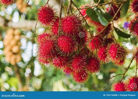 Rambutan on the Tree is a Sweet Fruit Stock Photo - Image of dessert, healthy: 156176488