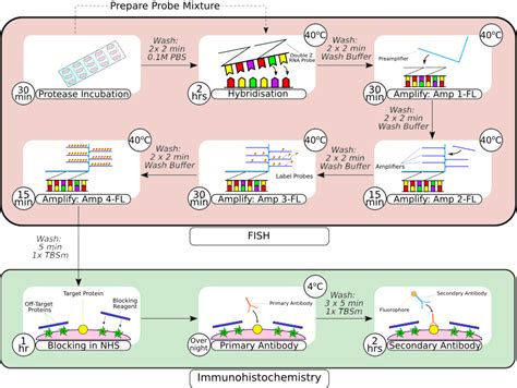 Combining Multiplex Fluorescence In Situ Hybridization with Fluorescent Immunohistochemistry on ...