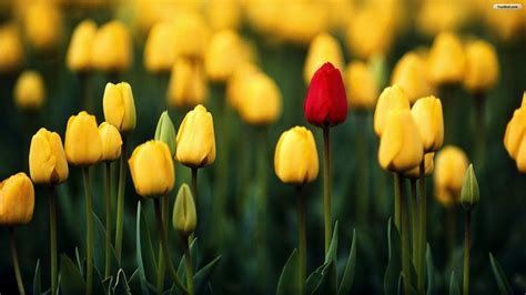 Tulip Wallpapers - Wallpaper Cave