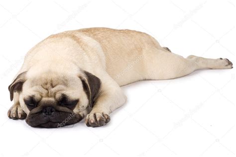 Cute pug sleeping — Stock Photo © feedough #4879885