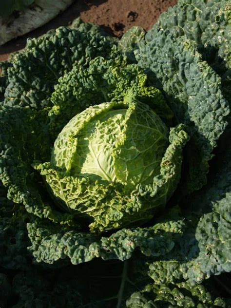 Cabbage - Savoy - Fast Family Farms