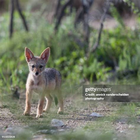 121 Black Backed Jackal Pups Stock Photos, High-Res Pictures, and Images - Getty Images