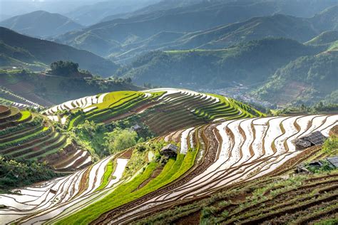 Aerial View of Rice Fields · Free Stock Photo