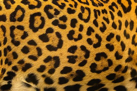 HD wallpaper: background, leopard, skin, fur, texture | Wallpaper Flare