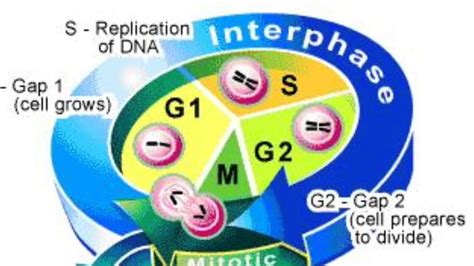 Interphase Stages - YouTube