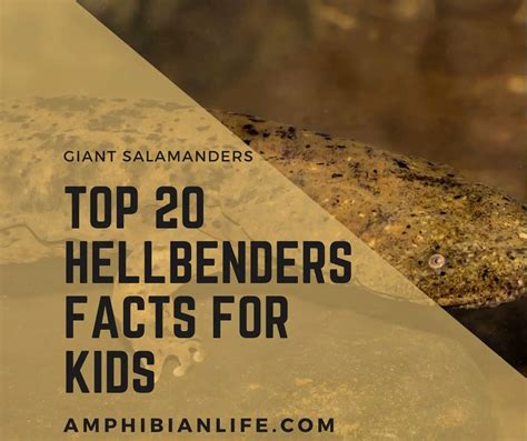 Top 30 Surprising Hellbenders Facts For Kids - Amphibian Life