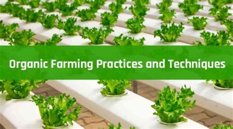 Organic Farming Practices and Techniques | HealthtoStyle