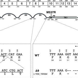 Schematic representation of the structure of feline c-KIT gene and ...