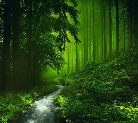 HD Green Forest Wallpaper, Awesome Hd Green Forest Image, #15535