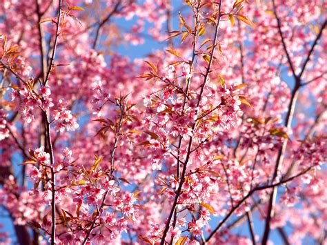 Pink Flowers Blossom Season Background 4k Wallpaper,HD Flowers Wallpapers,4k Wallpapers,Images ...